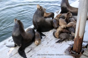 sea-lions1